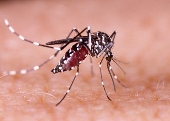 12 Warga Gunung Sugih Diduga Terjangkit DBD, Satu Diantaranya Meninggal Dunia