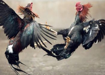 Oknum Ketua RW di Kebonsari Ditangkap Polisi, LSM KAMPAK Apresiasi Polisi