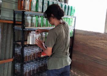 jual ikan cupang ke amerika