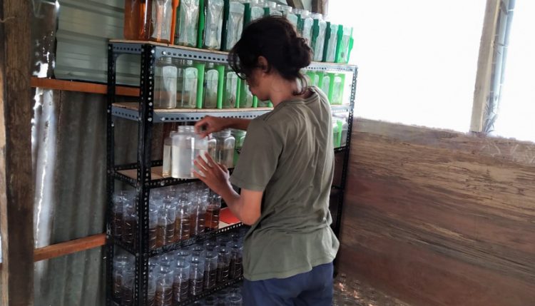 jual ikan cupang ke amerika