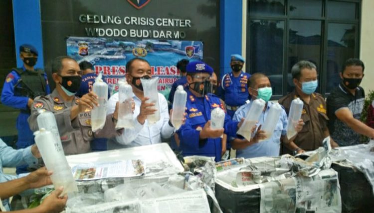 Polisi Gagalkan Penyelundupan Benur Senilai Rp 6 M