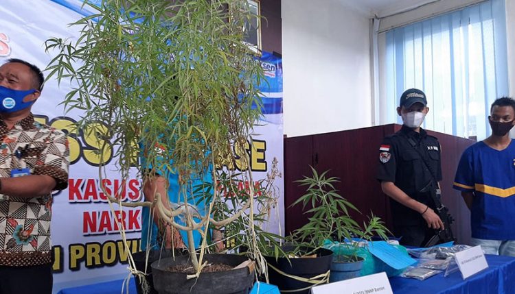 Selain Mengedarkan, Pemuda Asal Merak Ini Juga Menanam Ganja di Rumahnya