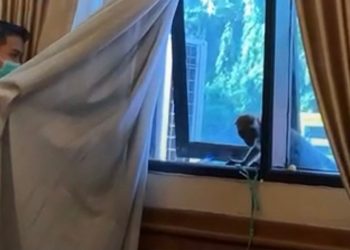 Monyet Liar “Bertamu” ke Sekda Cilegon