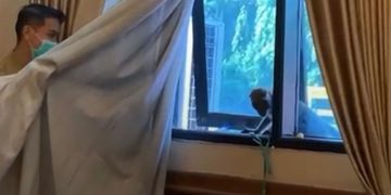 Monyet Liar “Bertamu” ke Sekda Cilegon