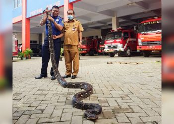Lagi, Warga dan Petugas DPKP Tangkap Ular Sanca