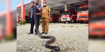 Lagi, Warga dan Petugas DPKP Tangkap Ular Sanca