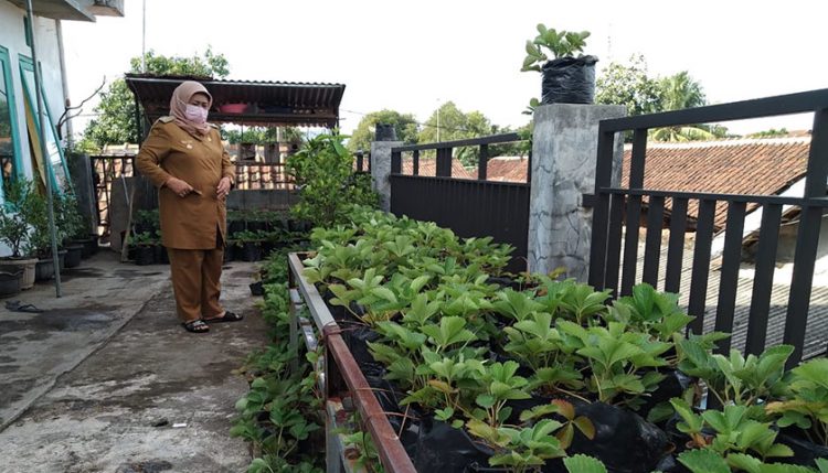 Warga Warnasari Tanam Stroberi di Balkon Rumah, Sudah Sering Panen Lho…!