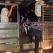 Satpol PP Amankan Puluhan Pekerja Seks, Banyak Muka Lama Kembali Ditangkap