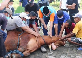 Pertama Kali Dilakukan, Pemkot Cilegon Potong Hewan Kurban