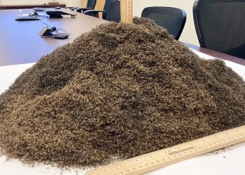 Begini Penampakan 1 Juta Nyamuk Jika Ditumpuk