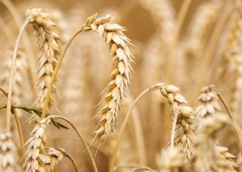 Siap-siap Harga Terigu Melonjak, Imbas Invasi Rusia ke Ukraina