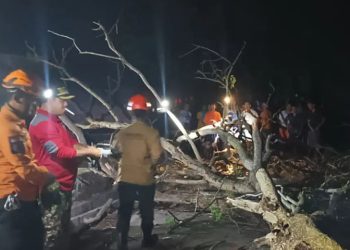 Masuk Musim Hujan, Warga Cilegon Diminta Waspadai Pohon Tumbang