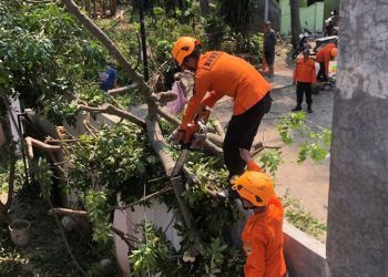 Angin Kencang Tumbangkan Pohon Besar di Sumampir