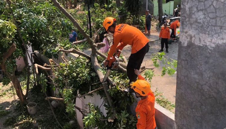Angin Kencang Tumbangkan Pohon Besar di Sumampir
